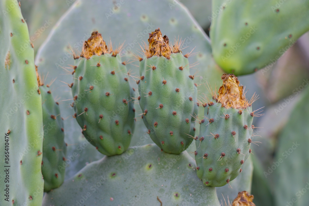 Cactus fruits
