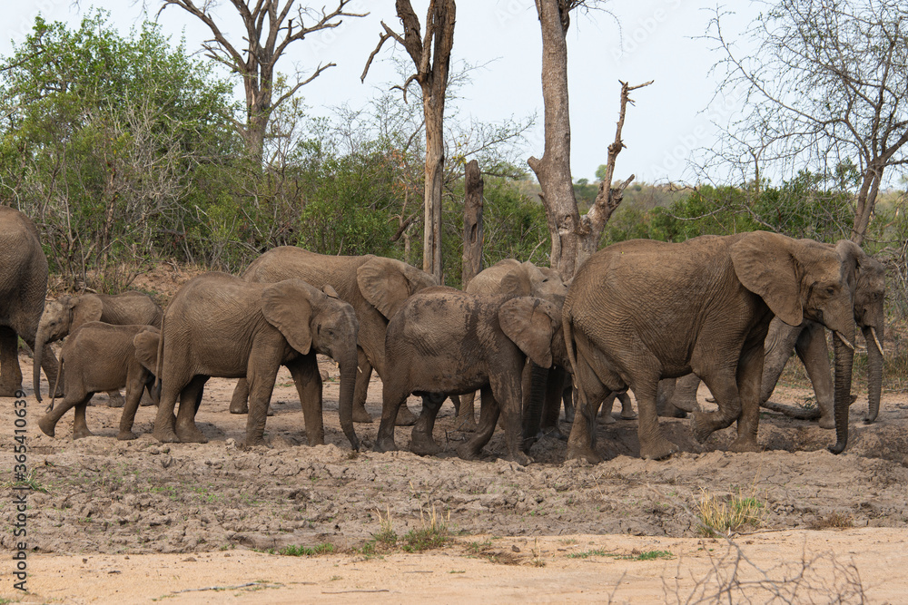 Fototapeta premium Słoń afrykański, Loxodonta africana, Park Narodowy Krugera, RPA