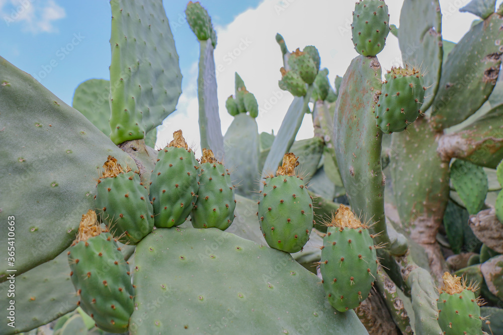 Cactus fruits