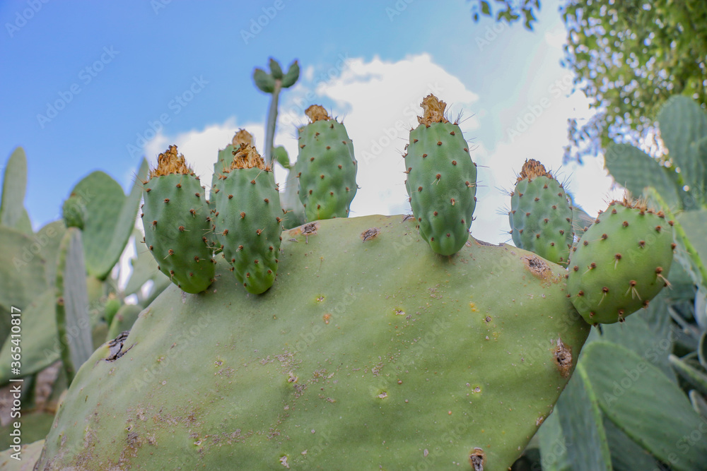 Cactus fruits
