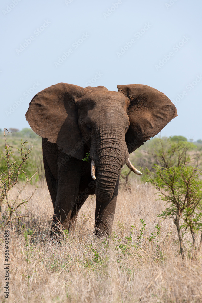 Fototapeta premium Eléphant d'Afrique, Loxodonta africana, Parc national Kruger, Afrique du Sud
