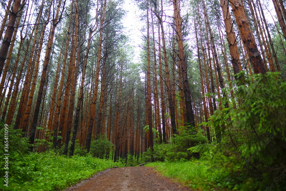 Fototapeta premium footpath in the forest