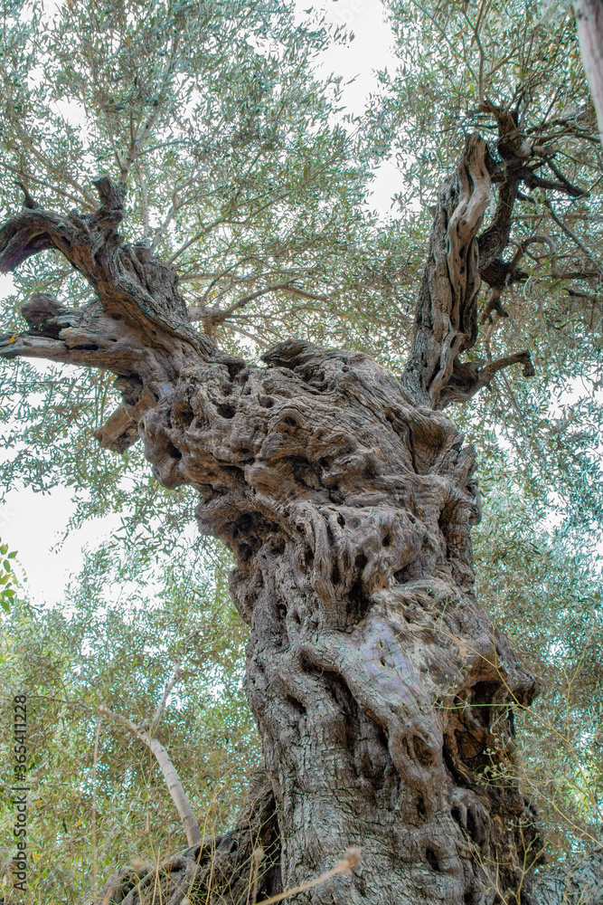 An ancient Roman olive tree