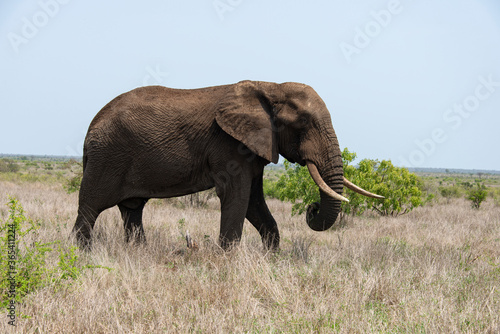 El  phant d Afrique  Loxodonta africana  Parc national Kruger  Afrique du Sud