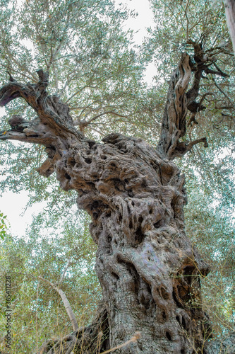 Obraz na płótnie An ancient Roman olive tree w salonie