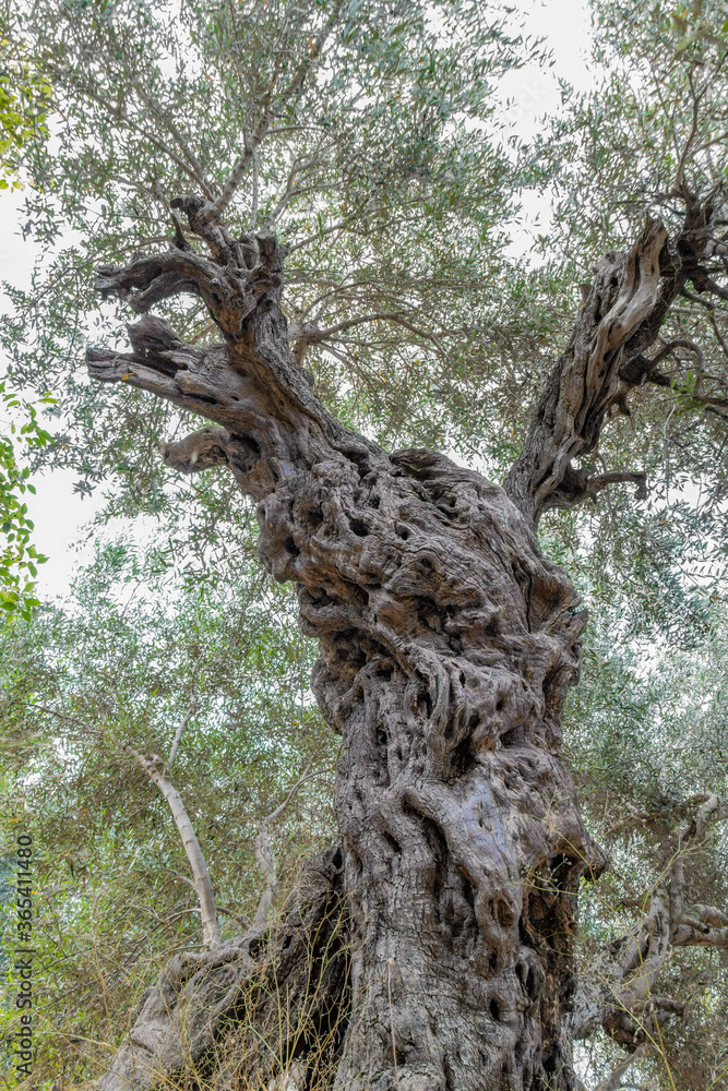 An ancient Roman olive tree