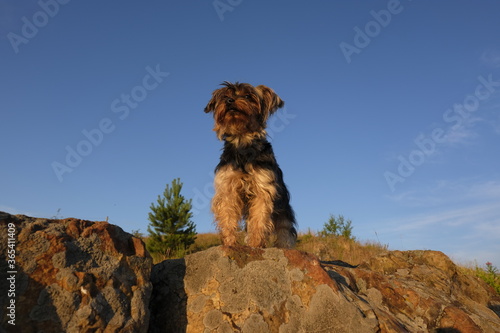 dog on rocks