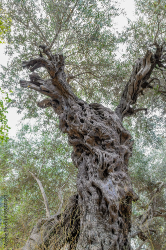 Obraz na płótnie An ancient Roman olive tree w salonie