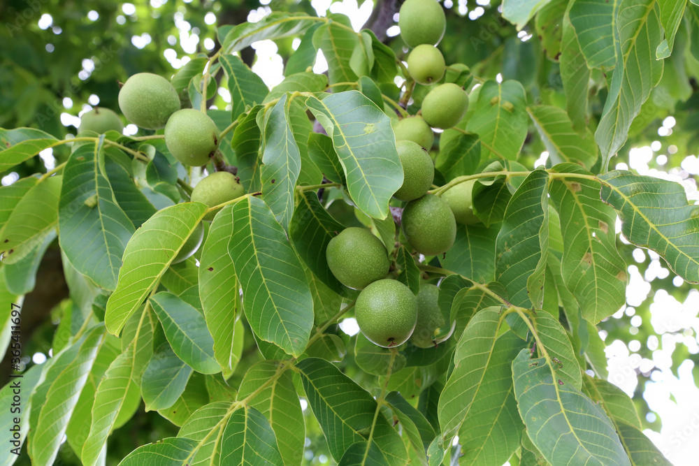 The green fruit of walnut leaves on a tree The green fruit of walnut leaves on a tree