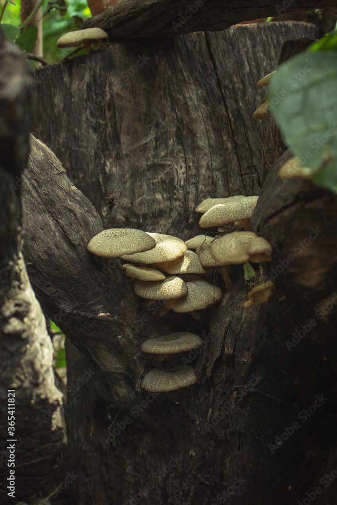 Lentinus polychrous Lev.Natural mushrooms, healthy food Lentinus polychrous Lev.Natural mushrooms, healthy food