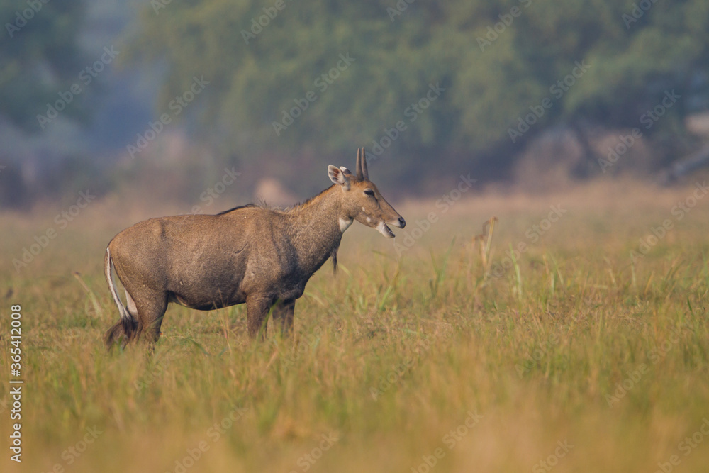 The nilgai or blue bull (Boselaphus tragocamelus) walking in water in Bharatpur Bird Sanctuary, Rajasthan. The nilgai or blue bull (Boselaphus tragocamelus) walking in water in Bharatpur Bird Sanctuary, Rajasthan.