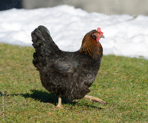 Black chicken walks on the grass