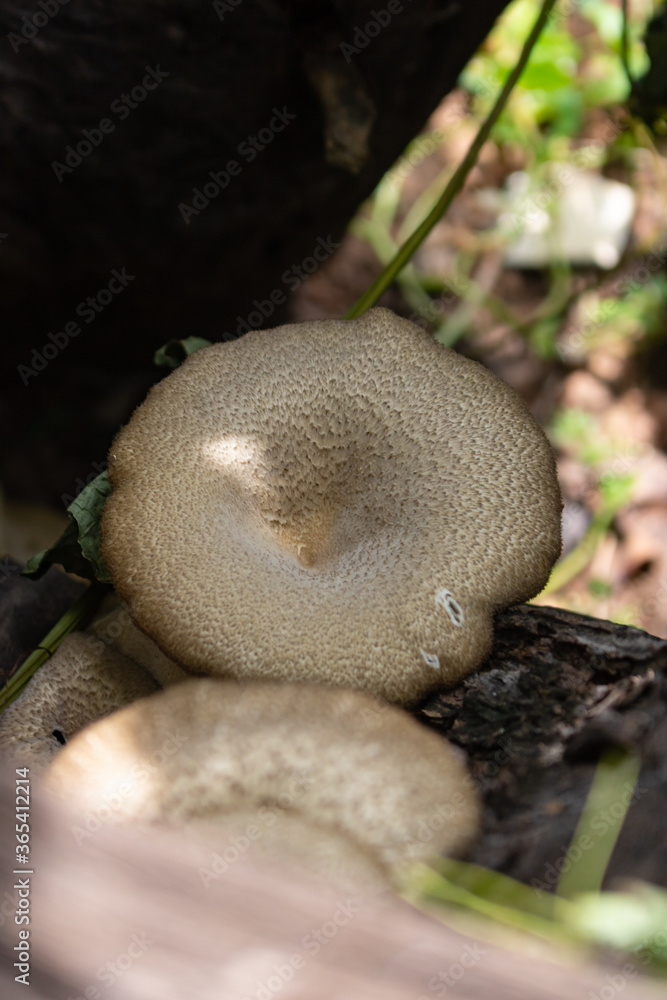 Obraz premium Lentinus polychrous Lev.Natural mushrooms, healthy food