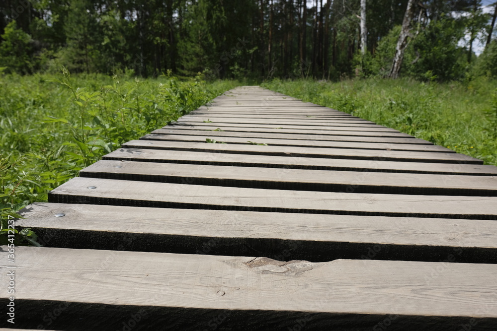 wooden bridge in the forest