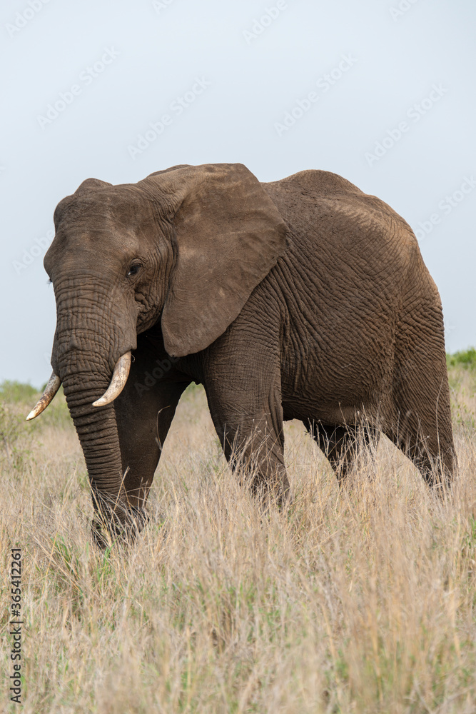 Eléphant d'Afrique, Loxodonta africana, Parc national Kruger, Afrique du Sud