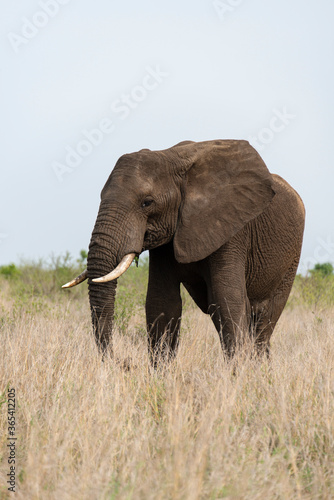 Eléphant d'Afrique, Loxodonta africana, Parc national Kruger, Afrique du Sud © JAG IMAGES