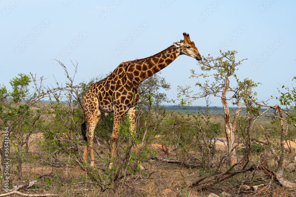 Fototapeta premium Girafe, Giraffa Camelopardalis, Parc national Kruger, Afrique du Sud