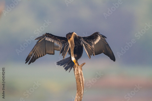 The Oriental darter or Indian darter (Anhinga melanogaster) preening itself by the lake at Bharatpur Bird Sanctuary, Rajasthan, India