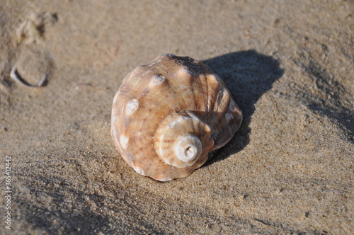 Veined rapa whelk, Rapana venosa, sea snail