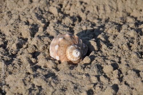 Rapana venosa, veined rapa whelk, sea snail