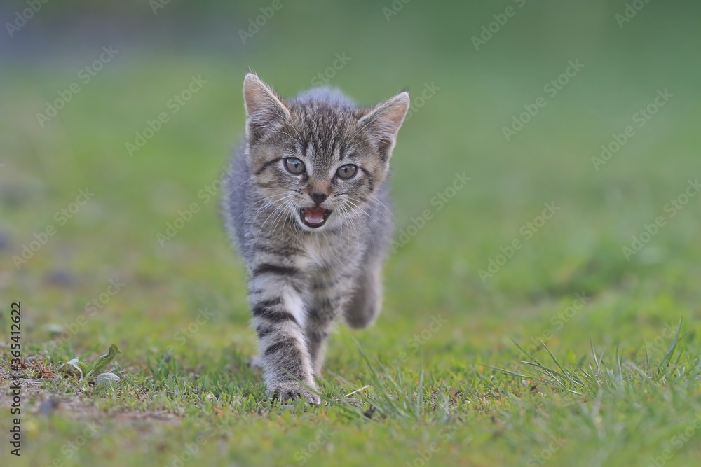 portrait of sweet tabby kitten. felis silvestris catus. tabby kitten in the garden