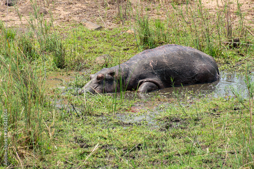Hippopotame, Hippopotamus amphibius, Afrique du Sud Hippopotame, Hippopotamus amphibius, Afrique du Sud
