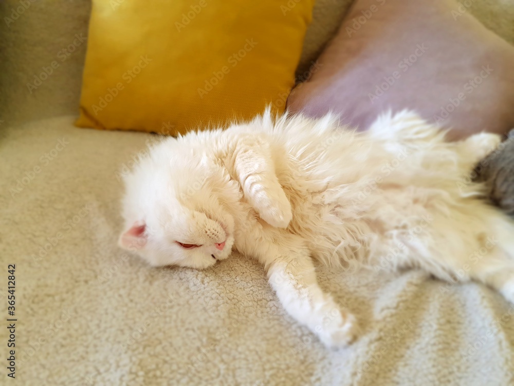 Portrait of a cute white, fluffy cat, lie on your back, next to pillows.