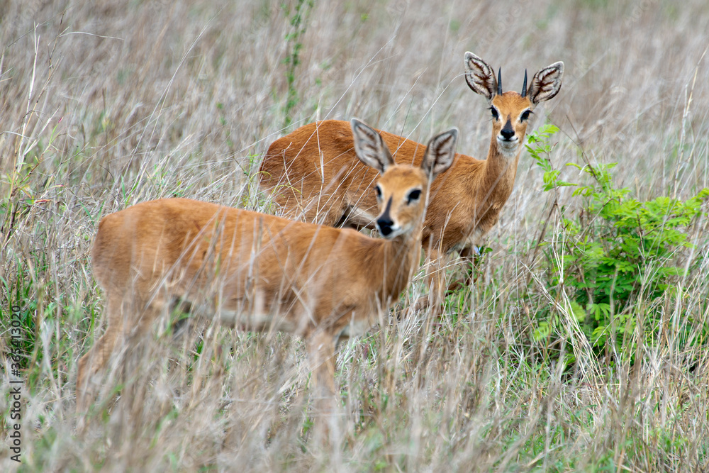 Steinbock, Raphicerus campestris, Parc national Kruger, Afrique du Sud Steinbock, Raphicerus campestris, Parc national Kruger, Afrique du Sud