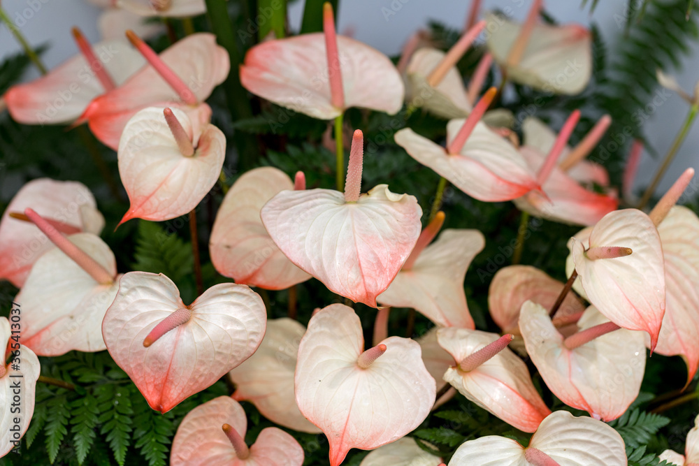 Beautiful bouquet from fresh anthurium tropical flowers