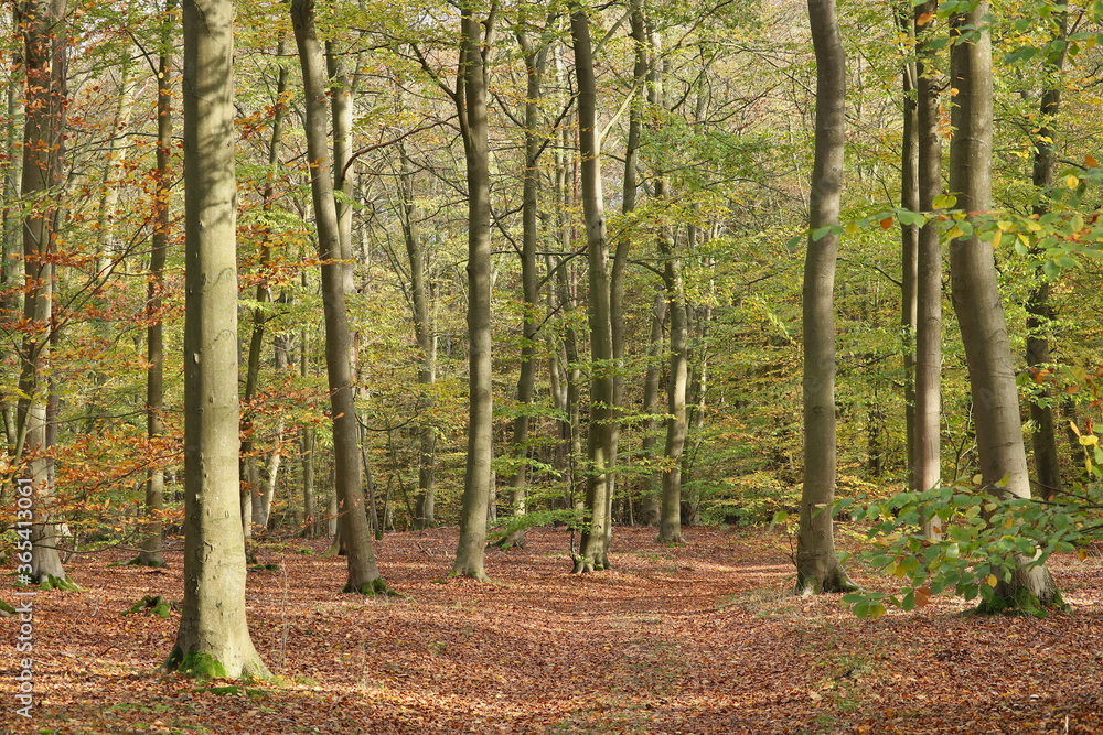 Wald mit Laubbäumen im Herbst mit Laub bedecktem Waldboden und Waldweg Wald mit Laubbäumen im Herbst mit Laub bedecktem Waldboden und Waldweg