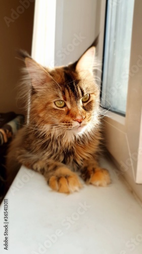 Maine Coon cat lies on the windowsill. Brown, ginger kitten on the window. Fluffy fur, cat yellow eyes