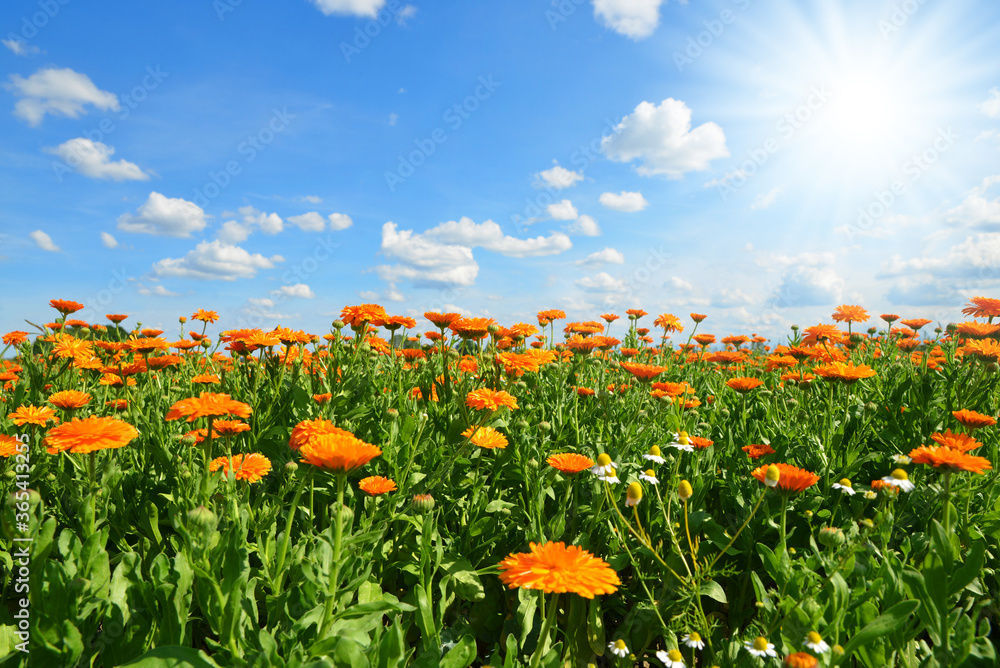 Obraz premium Pot Marigold (Calendula officinalis) growing on the field. Summer landscape with blue sunny sky.