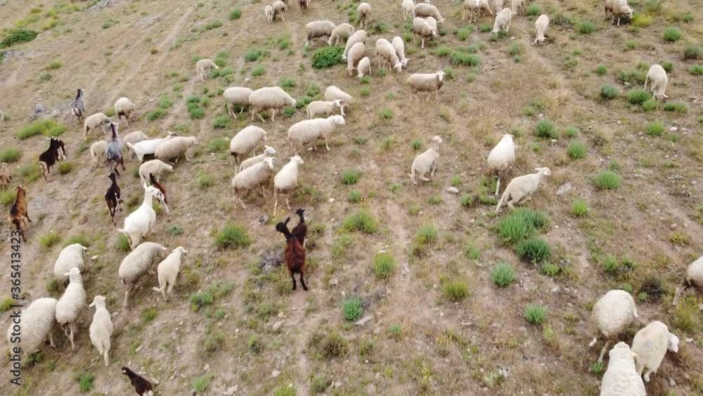 aerial drone sheep herd feeding in mountains aerial drone sheep herd feeding in mountains
