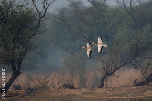 Bar headed goose (Anser indicus) duck flying in Bharatpur Bird Sanctuary, Rajasthan, India.