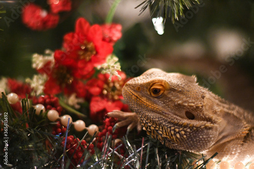 Lizard on a tree