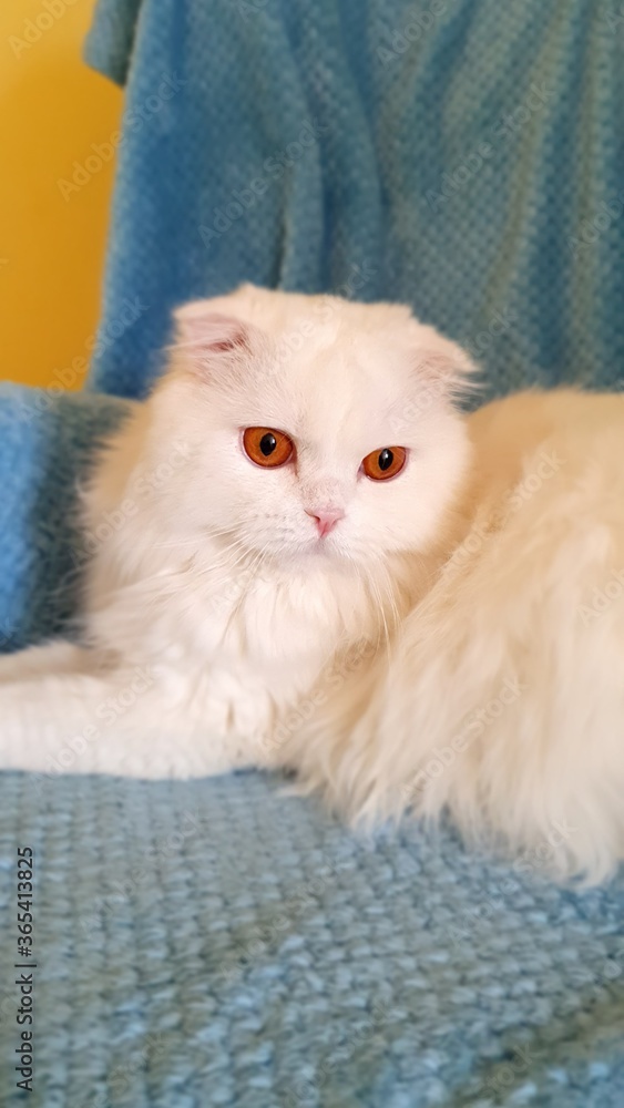 A cute, white fluffy kitten with brown eyes sits on a blue armchair