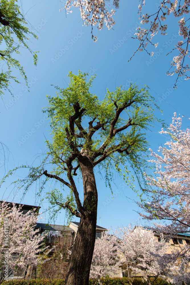 桜の花に囲まれた柳