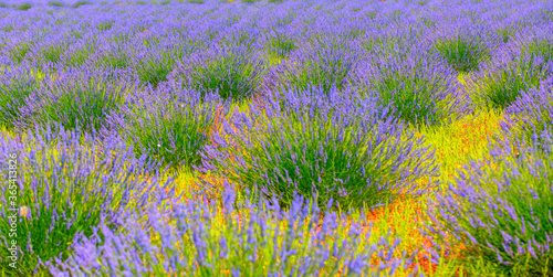 Natural background of lavender flower field - Fresh purple aromatic flowers - Beautiful landscape with lavender field 