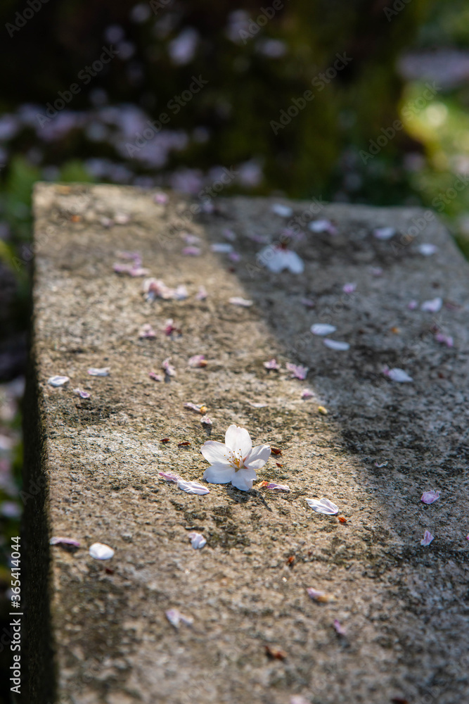 石の椅子の上に落ちた桜の花びら