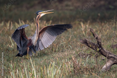 Purple Heron (Ardea purpurea)  bird with open wings at Bharatpur Bird Sanctuary, India