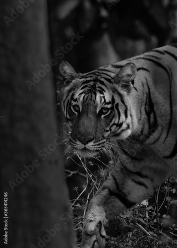 Bengal tiger © Mrinmoy