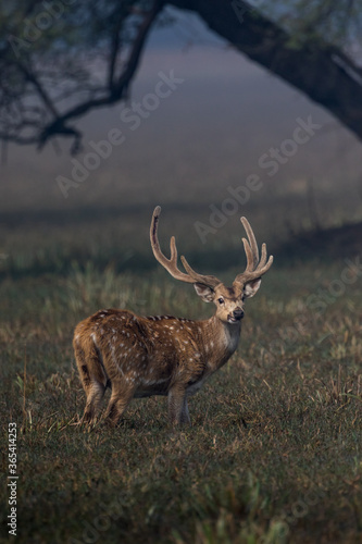 The chital or cheetal (Axis axis) male looking back with huge antlers at Bharatpur Bird Sanctuary in Rajasthan, India