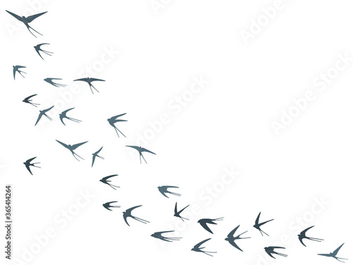 Flying swallow birds silhouettes vector illustration. Migratory martlets bevy isolated on white. 