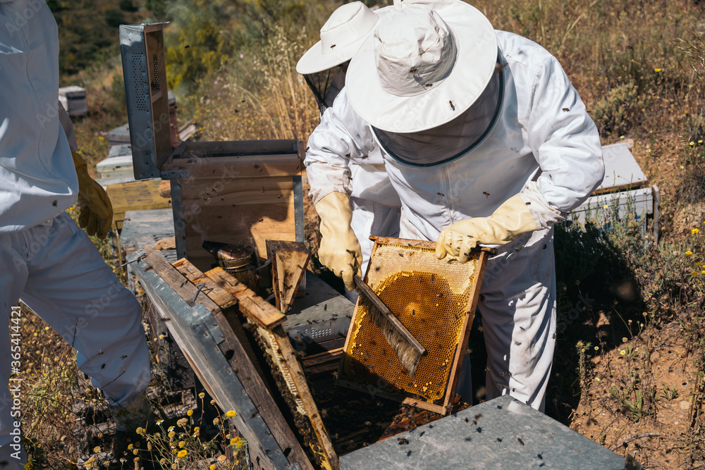 Beekeepers working to collect honey. Organic beekeeping concept. Beekeepers working to collect honey. Organic beekeeping concept.