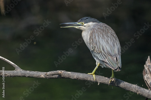 The striated heron (Butorides striata) bird at Bharatpur Bird Sanctuary in Rajasthan, India