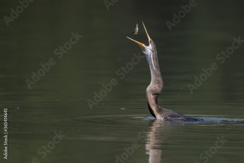 The Oriental darter or Indian darter (Anhinga melanogaster) preening itself and fishing  by the lake at Bharatpur Bird Sanctuary, Rajasthan, India photo