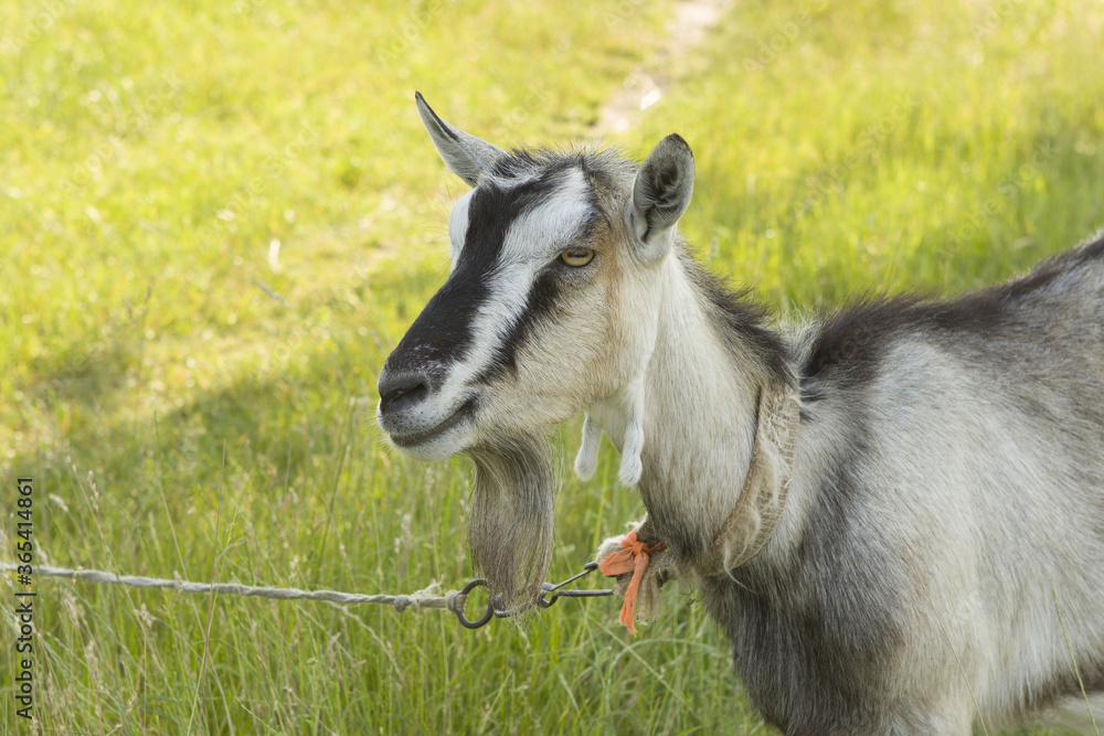 gray-white goat with a black nose without horns, with a beard and a collar, it is tied to a rope. Portrait of a goat in a green field. gray-white goat with a black nose without horns, with a beard and a collar, it is tied to a rope. Portrait of a goat in a green field.