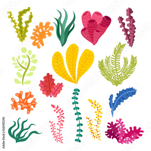 seaweed set vector illustration isolated on white background