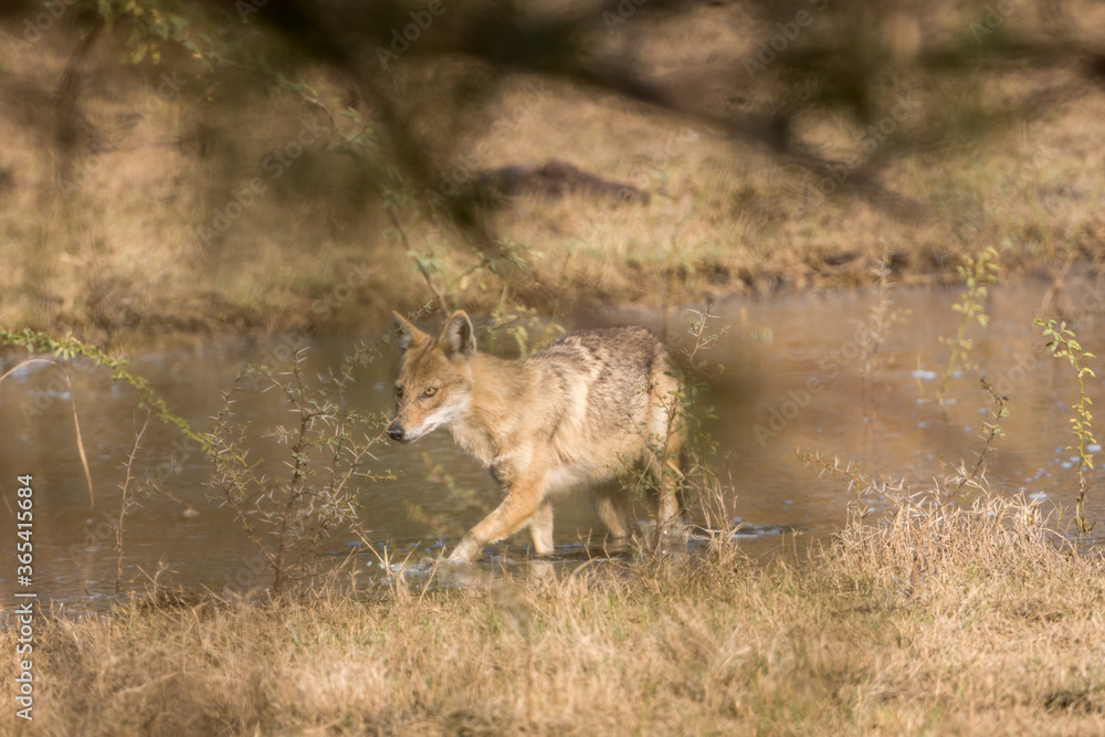 Obraz premium The golden jackal (Canis aureus) at Bharatpur Bird Sanctuary in Rajasthan, India.