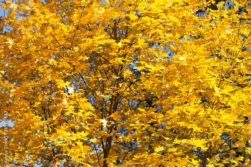 Maple-tree with autumn yellowed sunlight maple leaves in forest